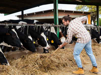 Büyükbaş Hayvan Yetiştiriciliği Eğitimi | E-Devlet Onaylı