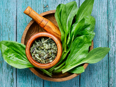 Bitkilerle Tedavi Eğitimi | E-Devlet Onaylı