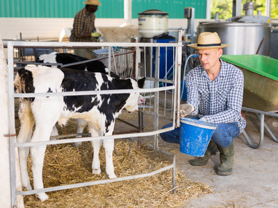 Küçükbaş Hayvan Yetiştiriciliği Eğitimi | E-Devlet Onaylı