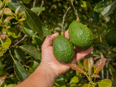Avokado Yetiştiriciliği Eğitimi | E-Devlet Onaylı