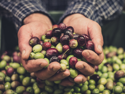 Zeytin Yetiştiriciliği Eğitimi | E-Devlet Onaylı