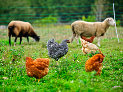 Organik Hayvancılık Eğitimi | E-Devlet Onaylı